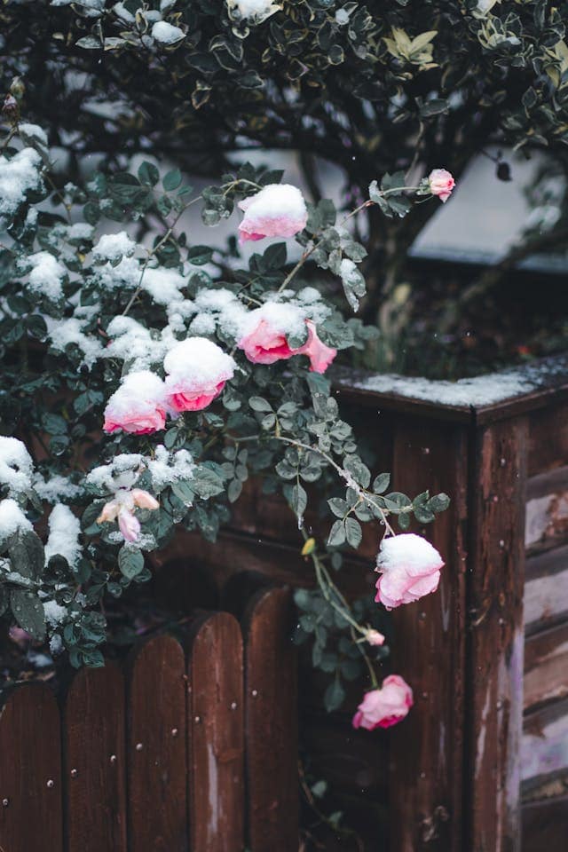 Rose et neige